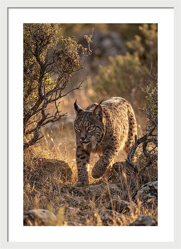 Iberian Lynx Stalking