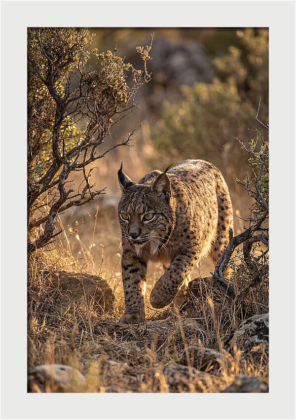 Iberian Lynx Stalking