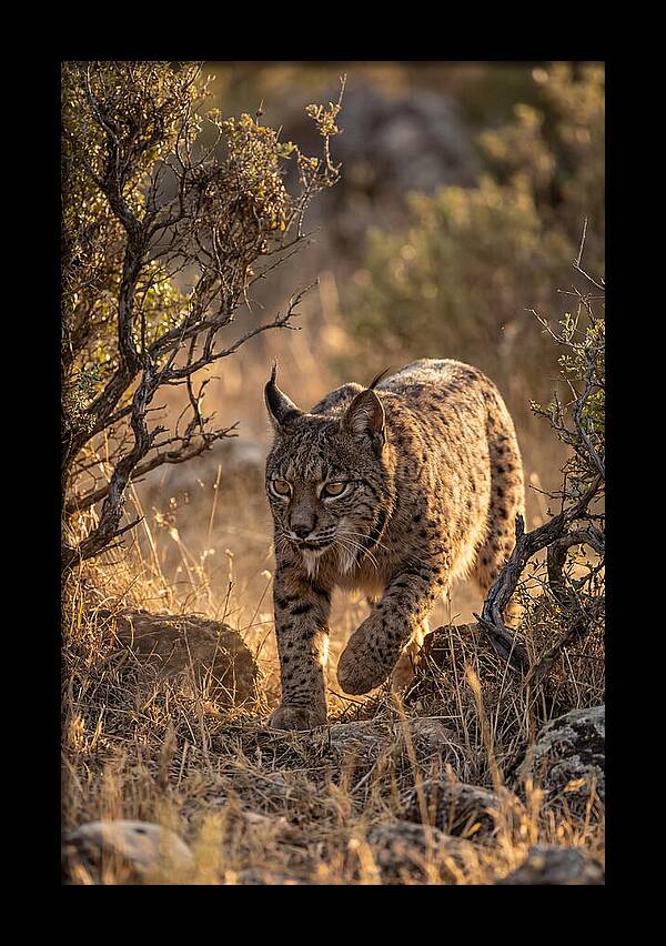 Iberian Lynx Stalking