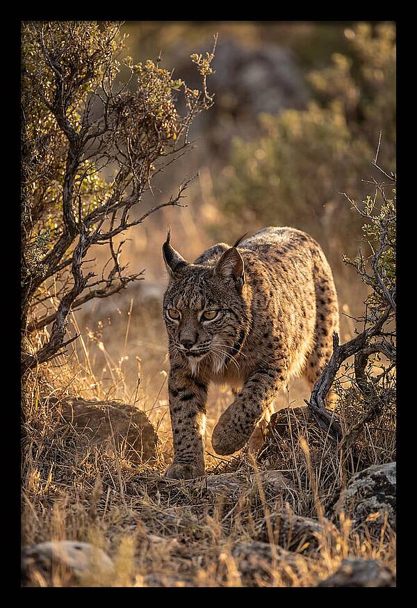 Iberian Lynx Stalking