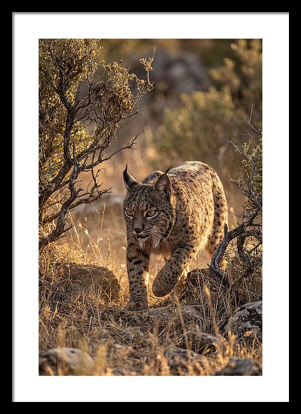 Iberian Lynx Stalking