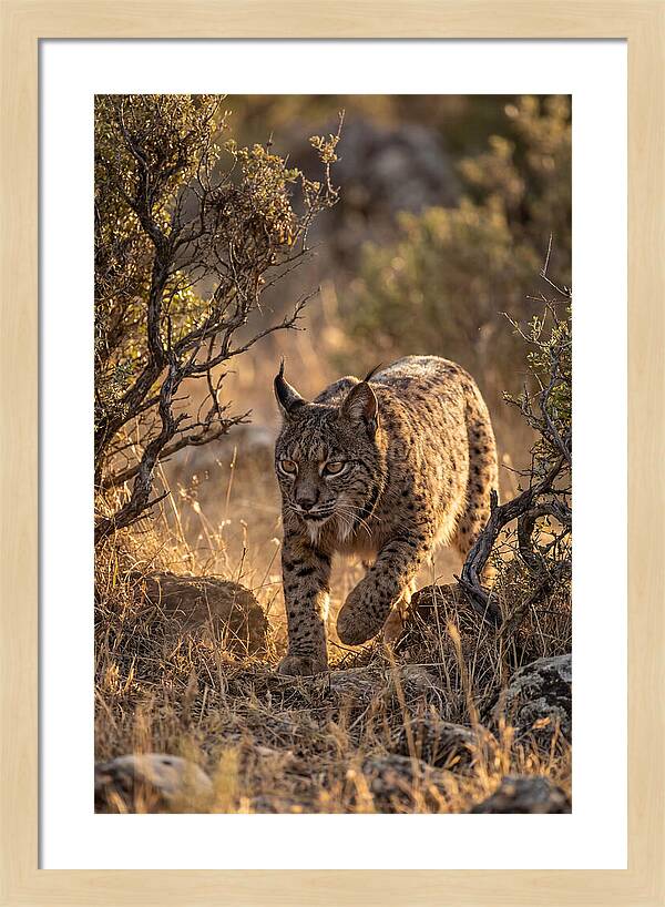 Iberian Lynx Stalking