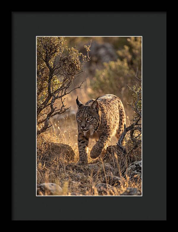 Iberian Lynx Stalking