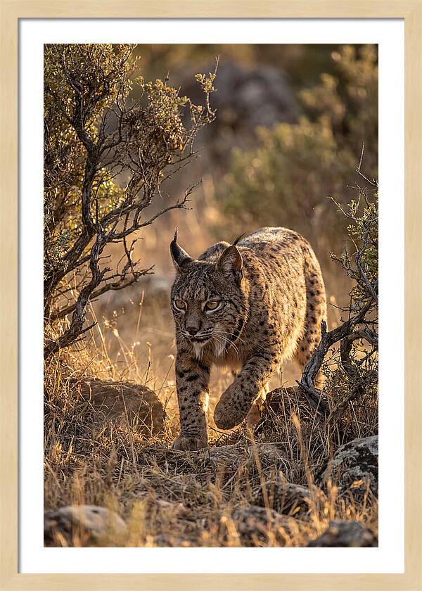 Iberian Lynx Stalking