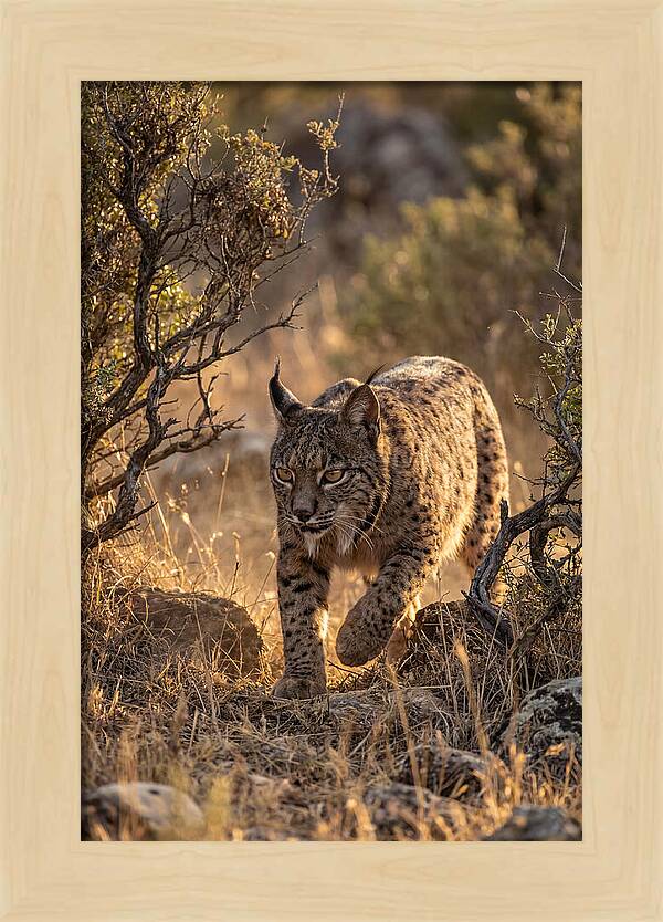 Iberian Lynx Stalking