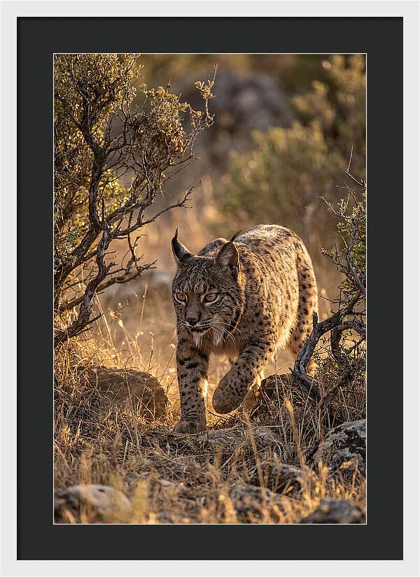 Iberian Lynx Stalking