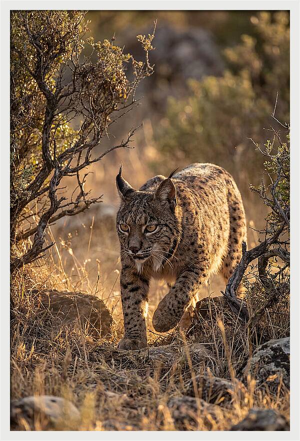 Iberian Lynx Stalking