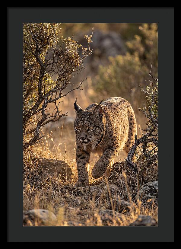 Iberian Lynx Stalking