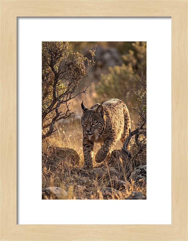 Iberian Lynx Stalking