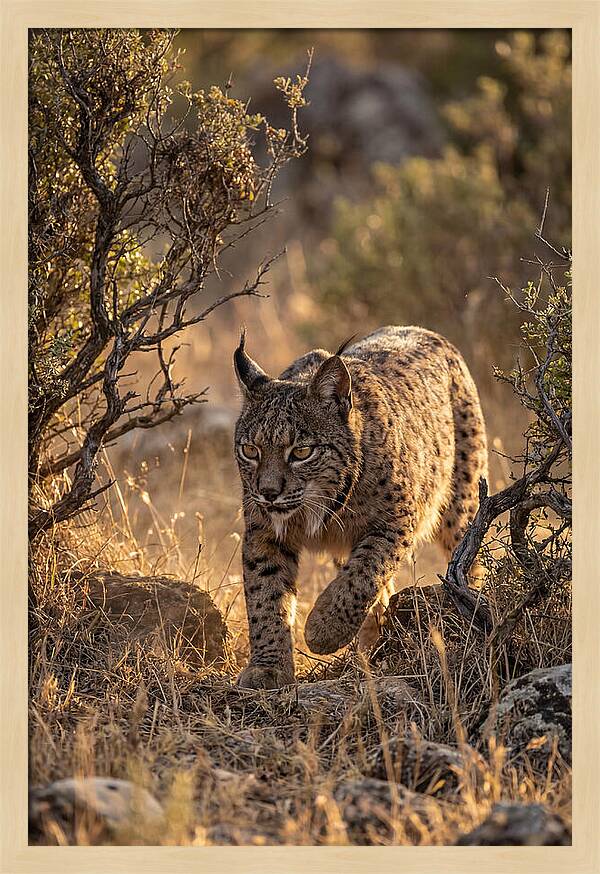 Iberian Lynx Stalking