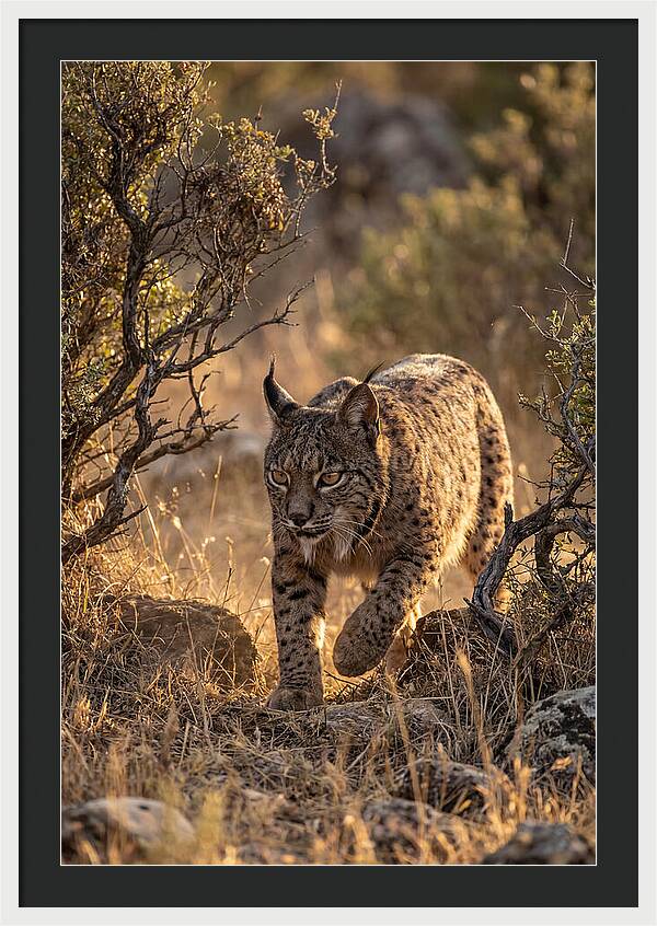 Iberian Lynx Stalking