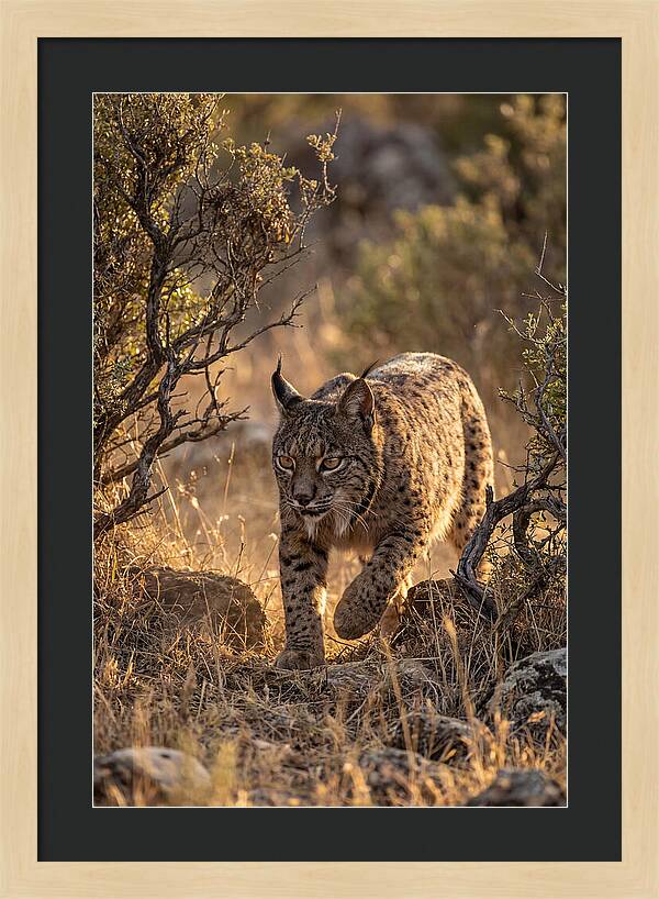 Iberian Lynx Stalking