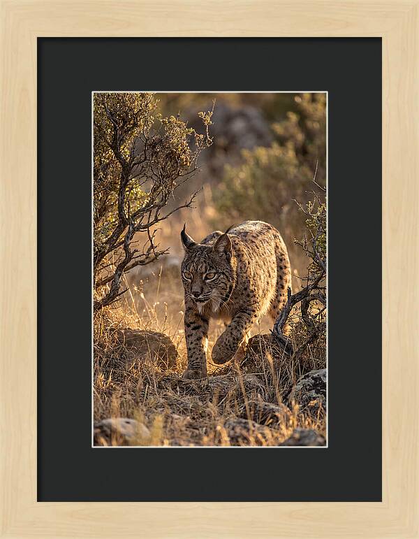 Iberian Lynx Stalking