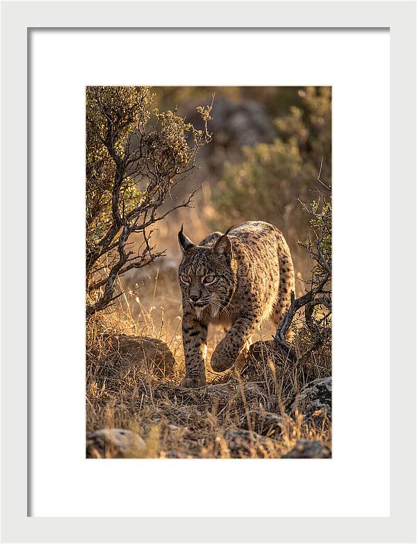 Iberian Lynx Stalking