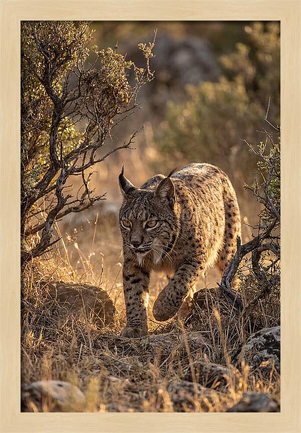 Iberian Lynx Stalking