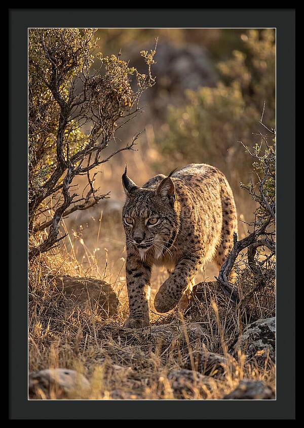 Iberian Lynx Stalking