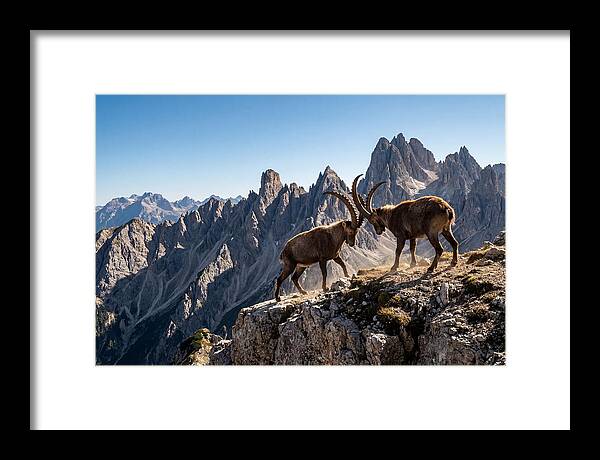 Ibex Butting Heads