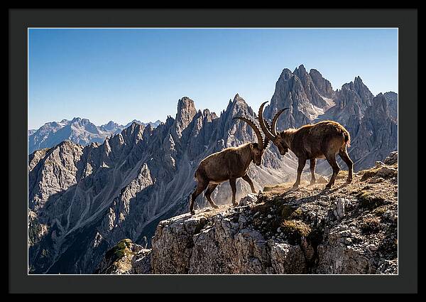 Ibex Butting Heads