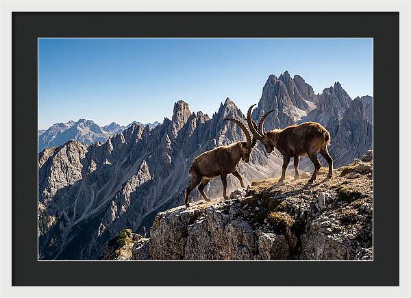 Ibex Butting Heads