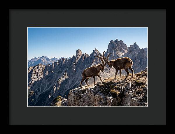 Ibex Butting Heads