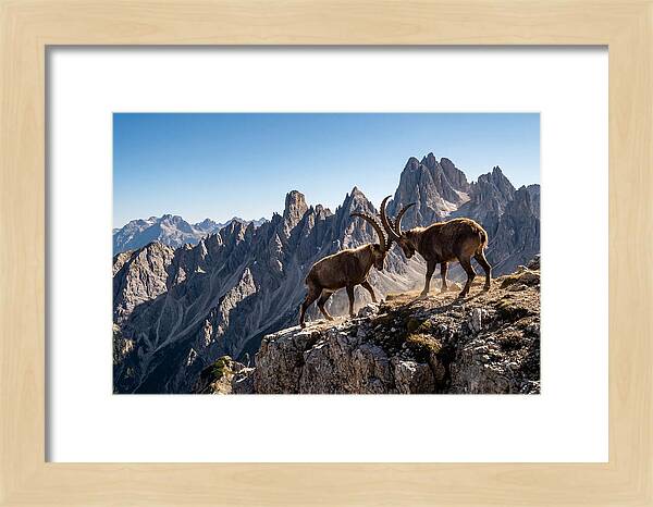 Ibex Butting Heads