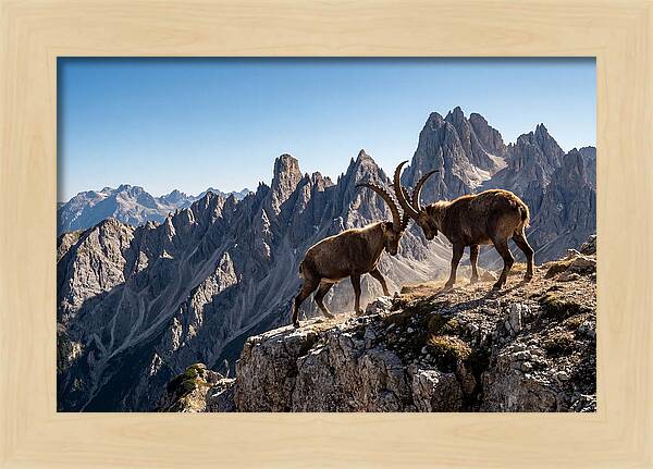 Ibex Butting Heads