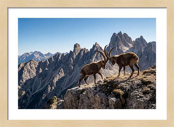 Ibex Butting Heads