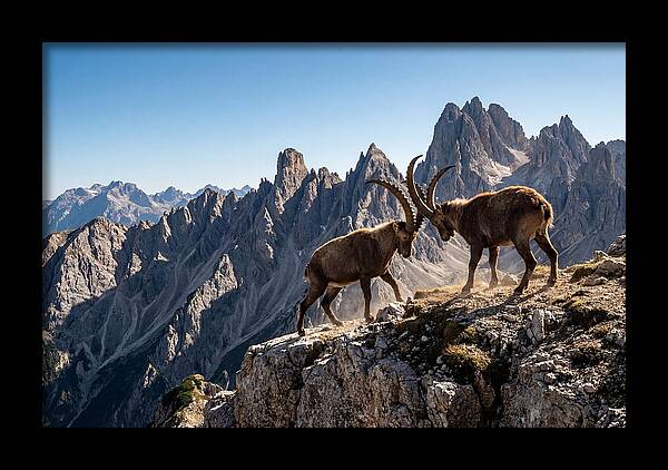 Ibex Butting Heads
