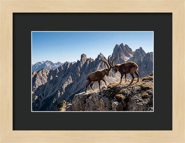 Ibex Butting Heads
