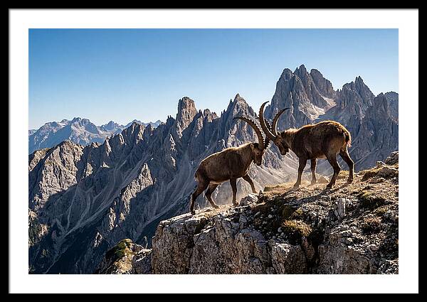 Ibex Art