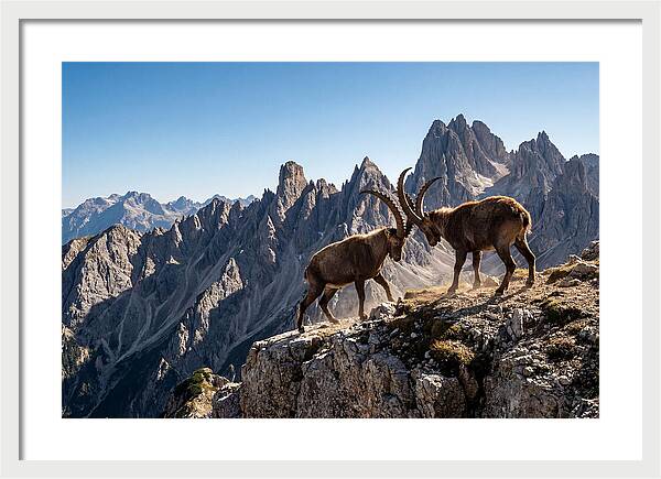 Ibex Butting Heads