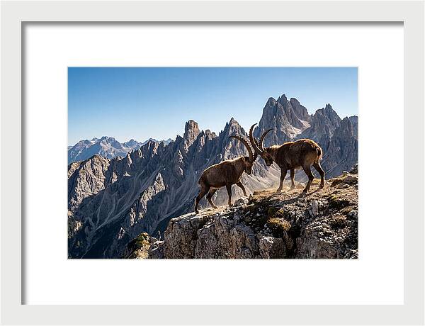 Ibex Butting Heads