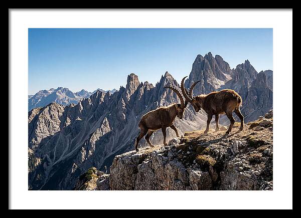 Ibex Butting Heads