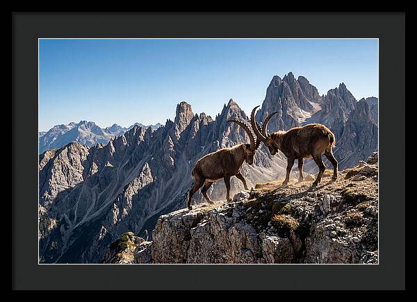 Ibex Butting Heads