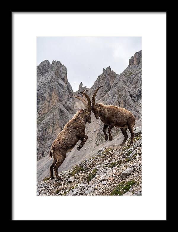 Ibex Engaging In Battle