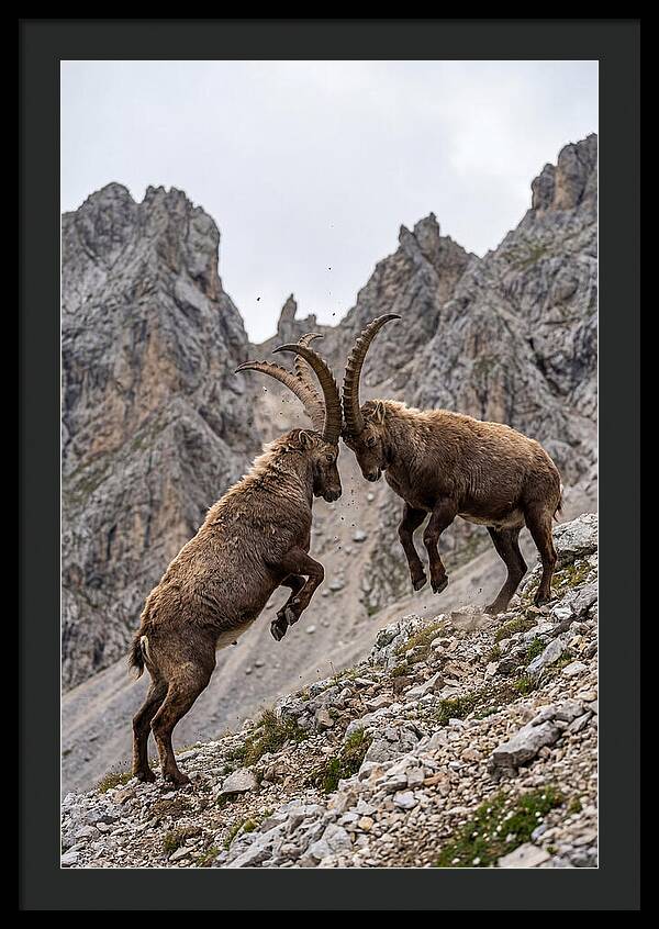 Ibex Engaging In Battle