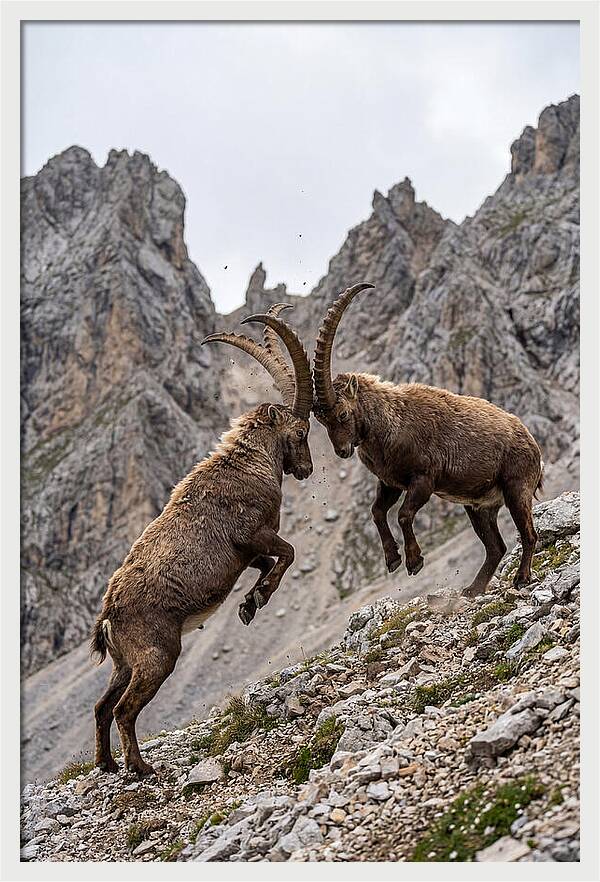 Ibex Engaging In Battle