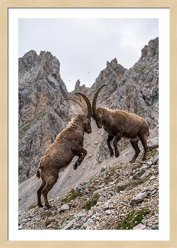 Ibex Engaging In Battle
