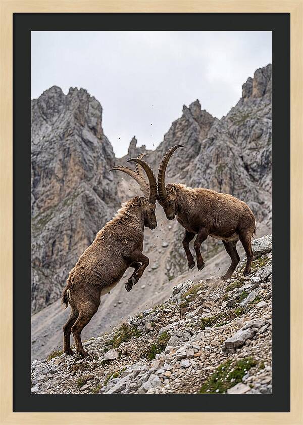 Ibex Engaging In Battle