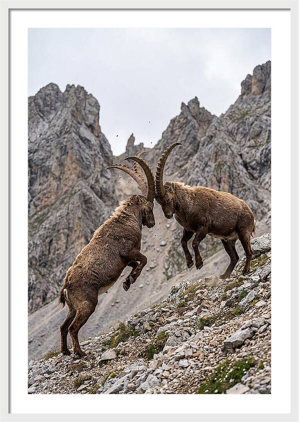Ibex Engaging In Battle