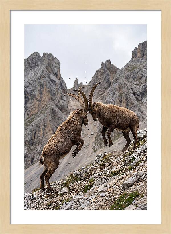 Ibex Engaging In Battle
