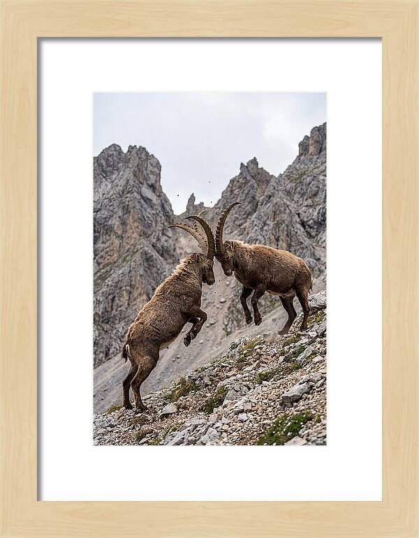 Ibex Engaging In Battle