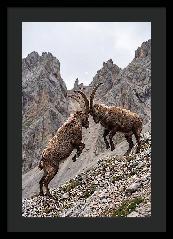 Ibex Engaging In Battle