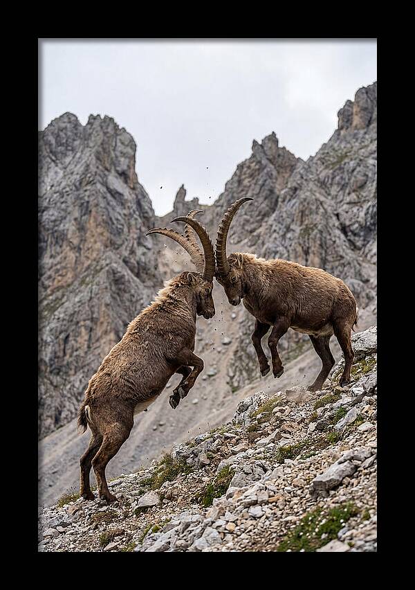 Ibex Engaging In Battle
