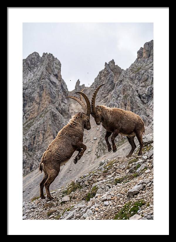 Ibex Engaging In Battle