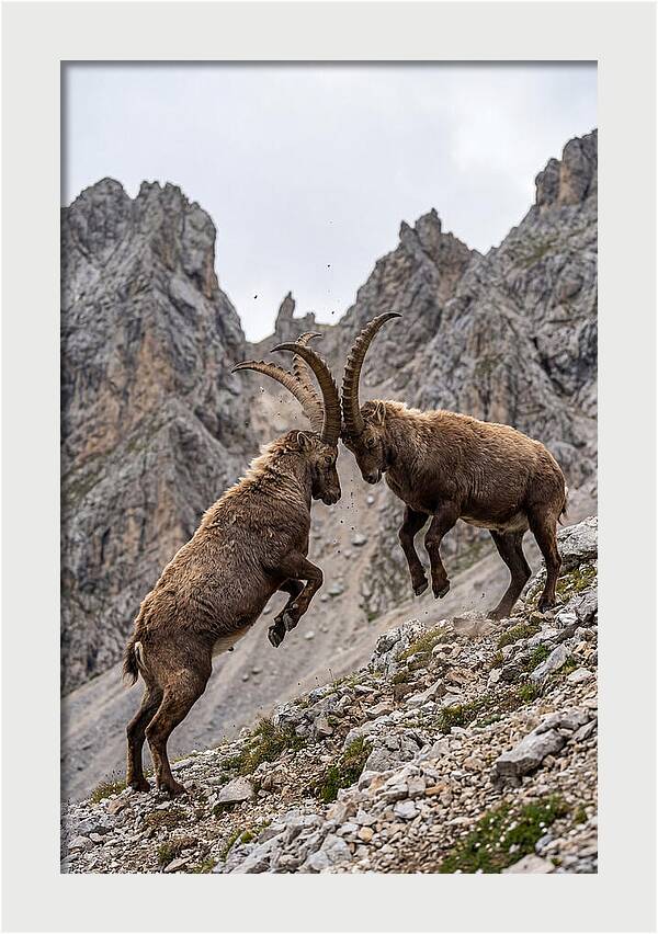 Ibex Engaging In Battle