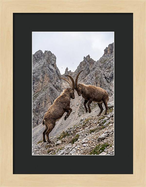 Ibex Engaging In Battle