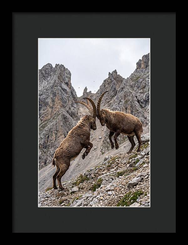 Ibex Engaging In Battle