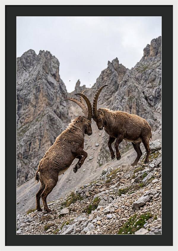 Ibex Engaging In Battle