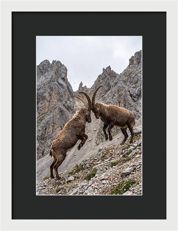 Ibex Engaging In Battle